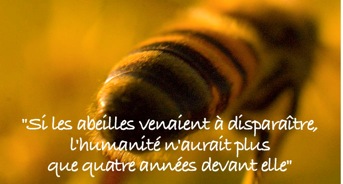 abeille disparat_2_txt