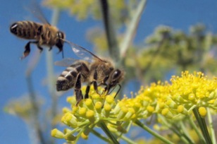 abeille5